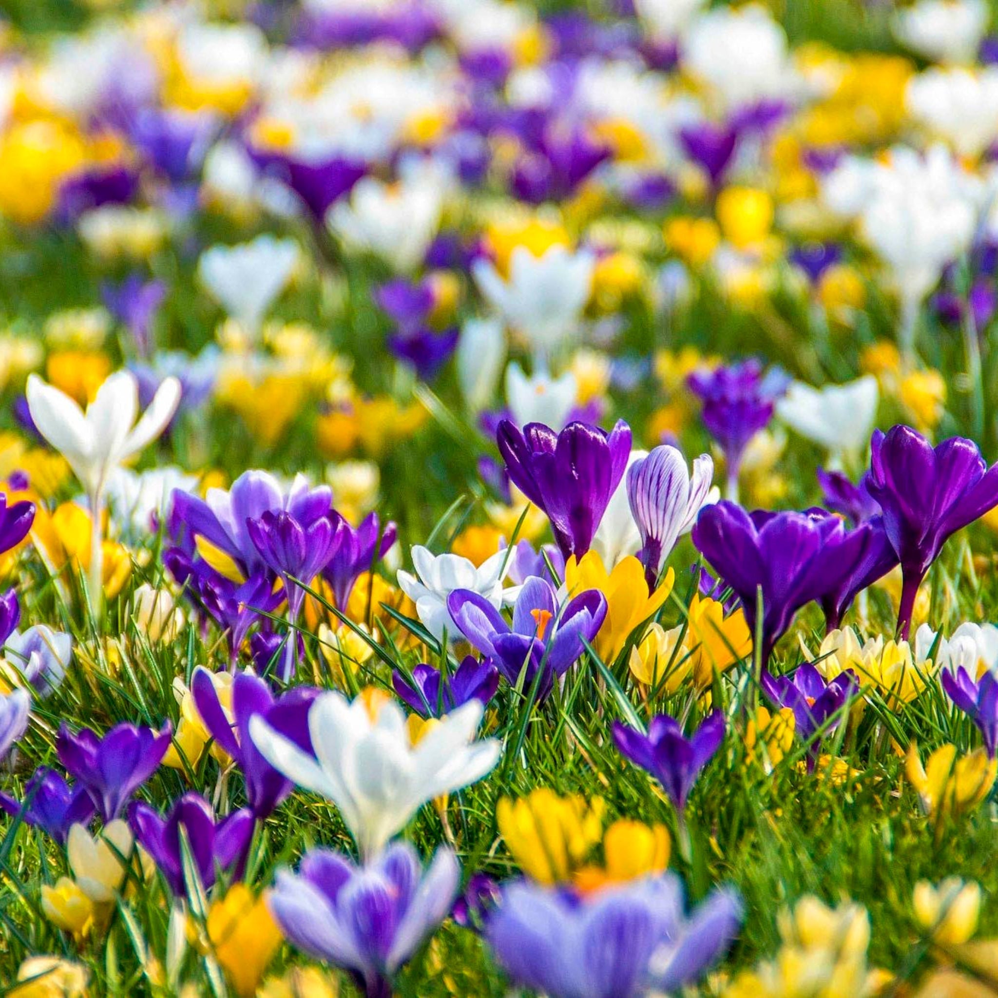 Giant Crocus Mix – The Sill