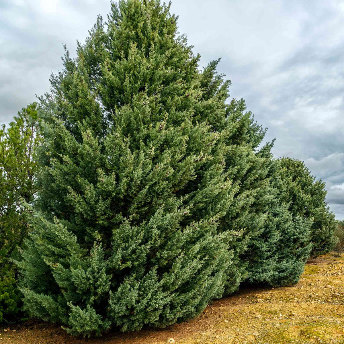 files/Cupressus-arizonica-carolina-saphire-1.jpg