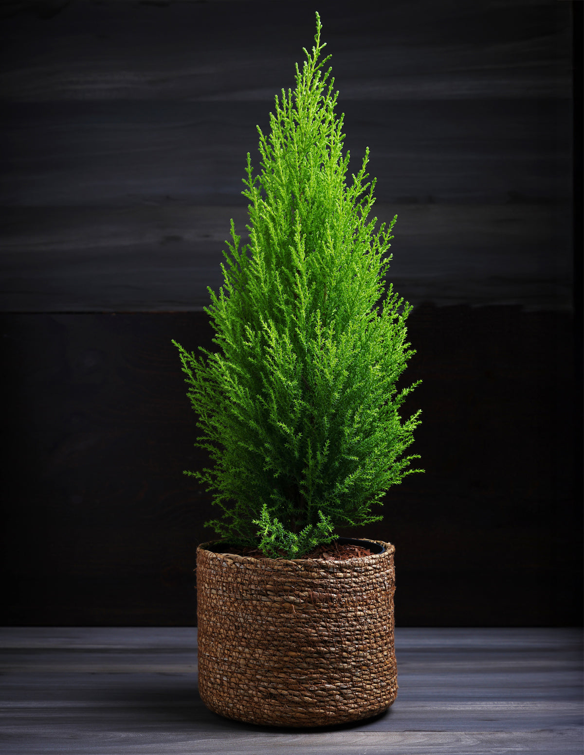 Wilma Goldcrest Lemon Cypress