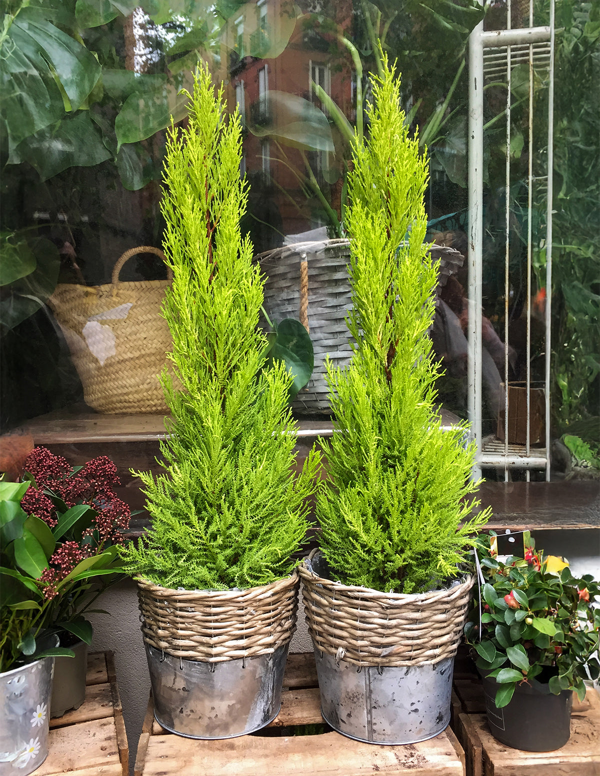 Wilma Goldcrest Lemon Cypress