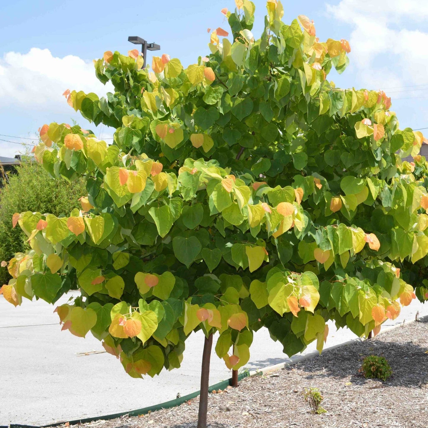 The Rising Sun® Redbud