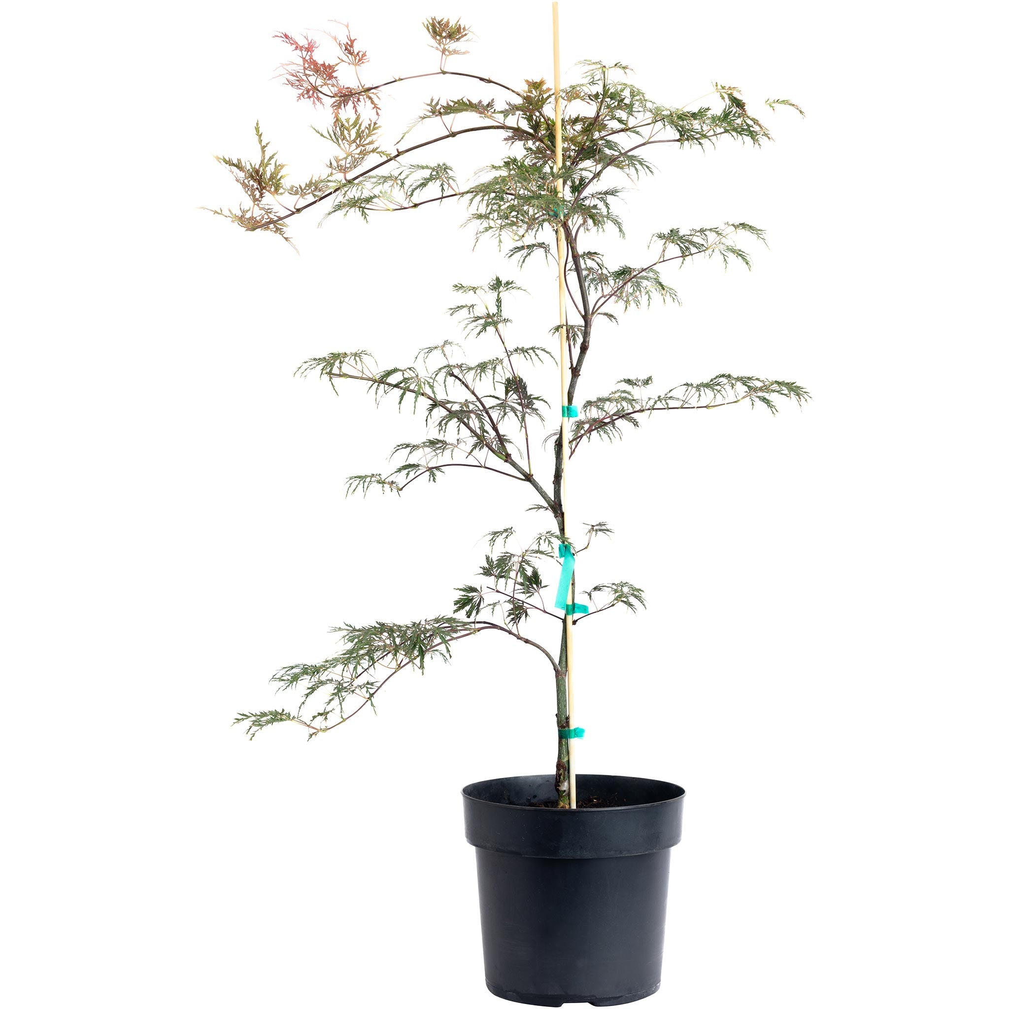 Inaba Shidare Japanese Maple | The Sill