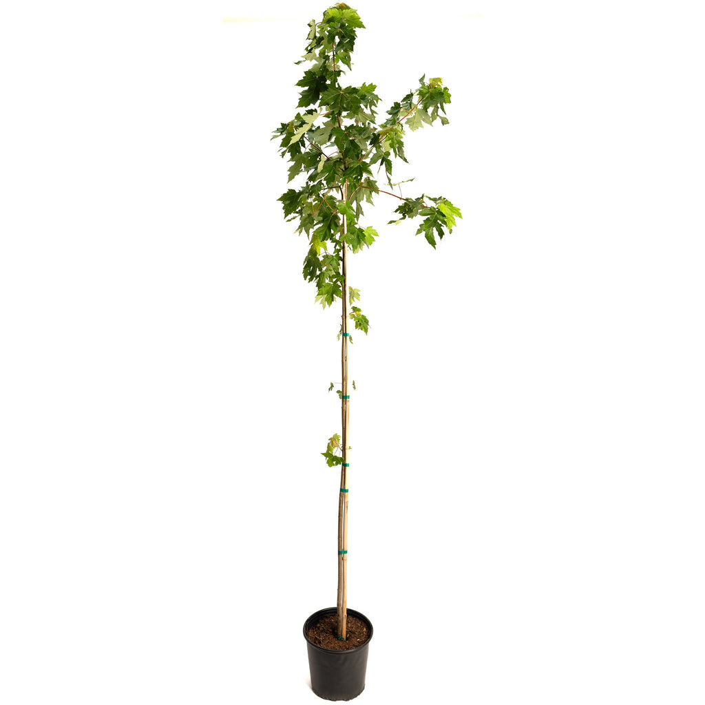 Autumn Blaze® Red Maple Tree