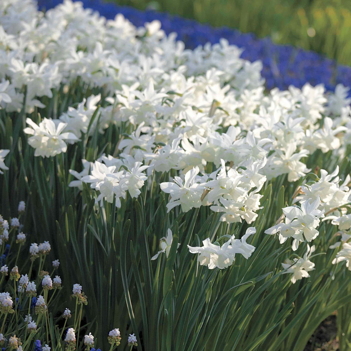Fragrant Daffodil Thalia