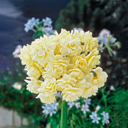 Summer Cheer Daffodil
