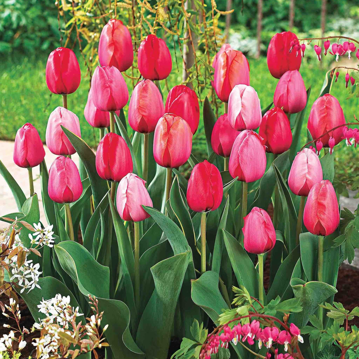 Darwin Hybrid Impression Tulip Mix