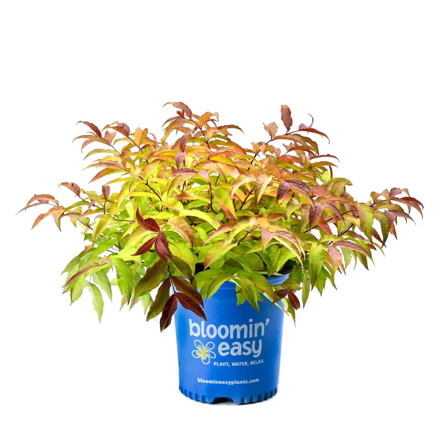 Firefly® Honeysuckle Bush