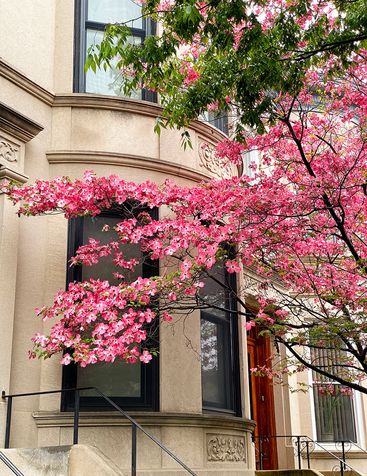 Cherokee Chief Pink Dogwood