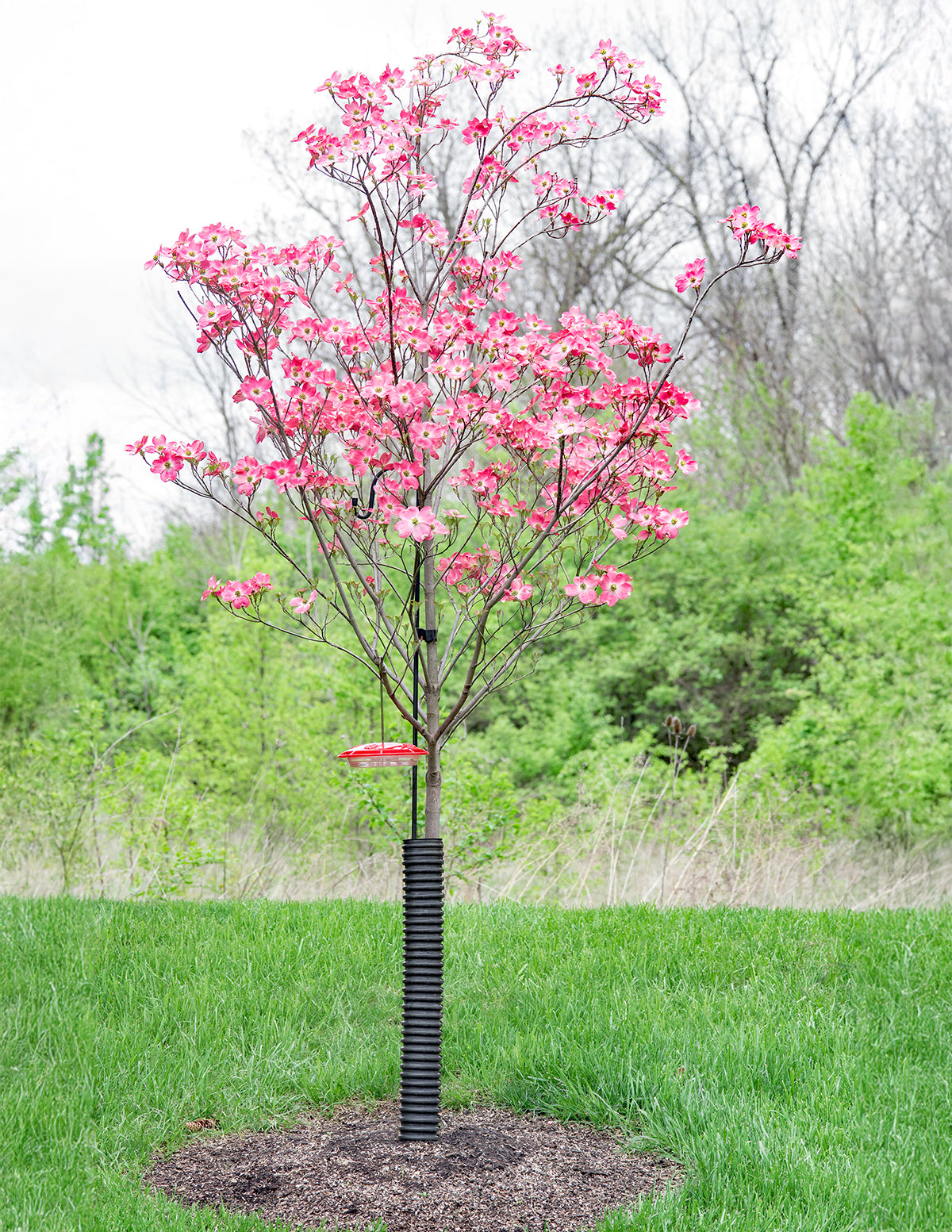 Cherokee Chief Pink Dogwood