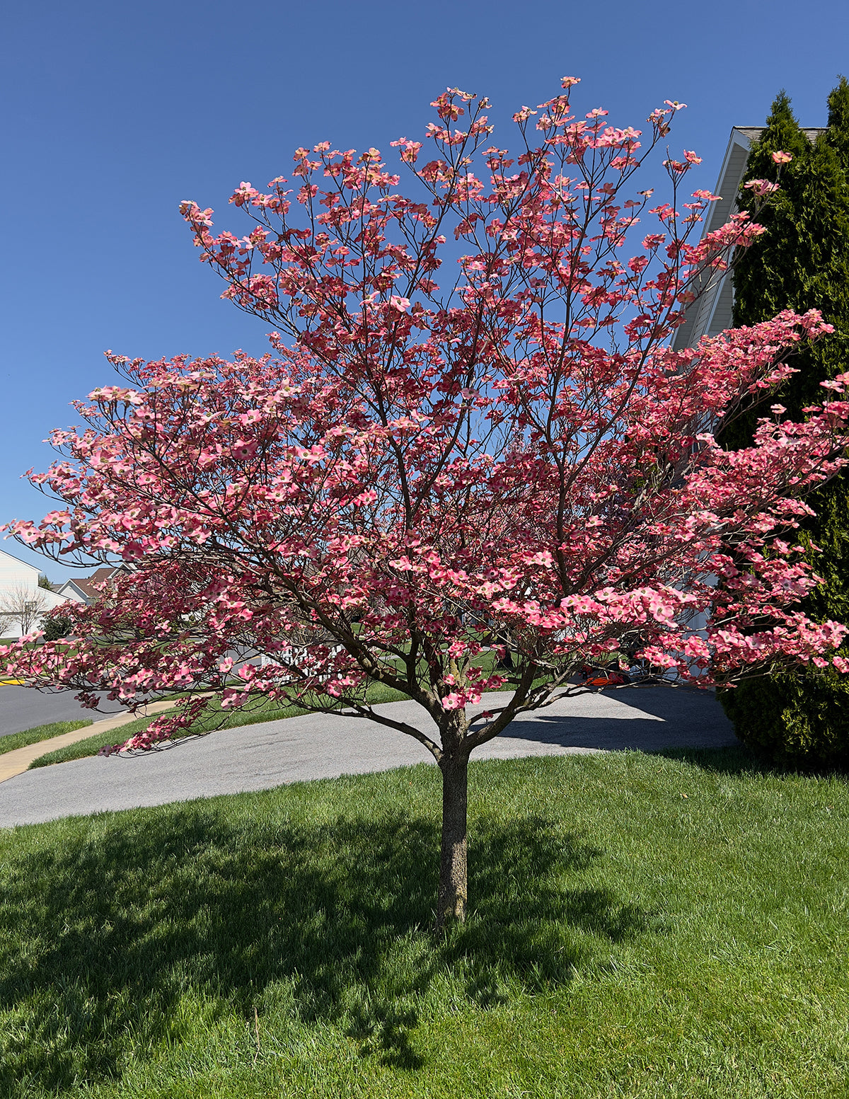 Cherokee Chief Pink Dogwood