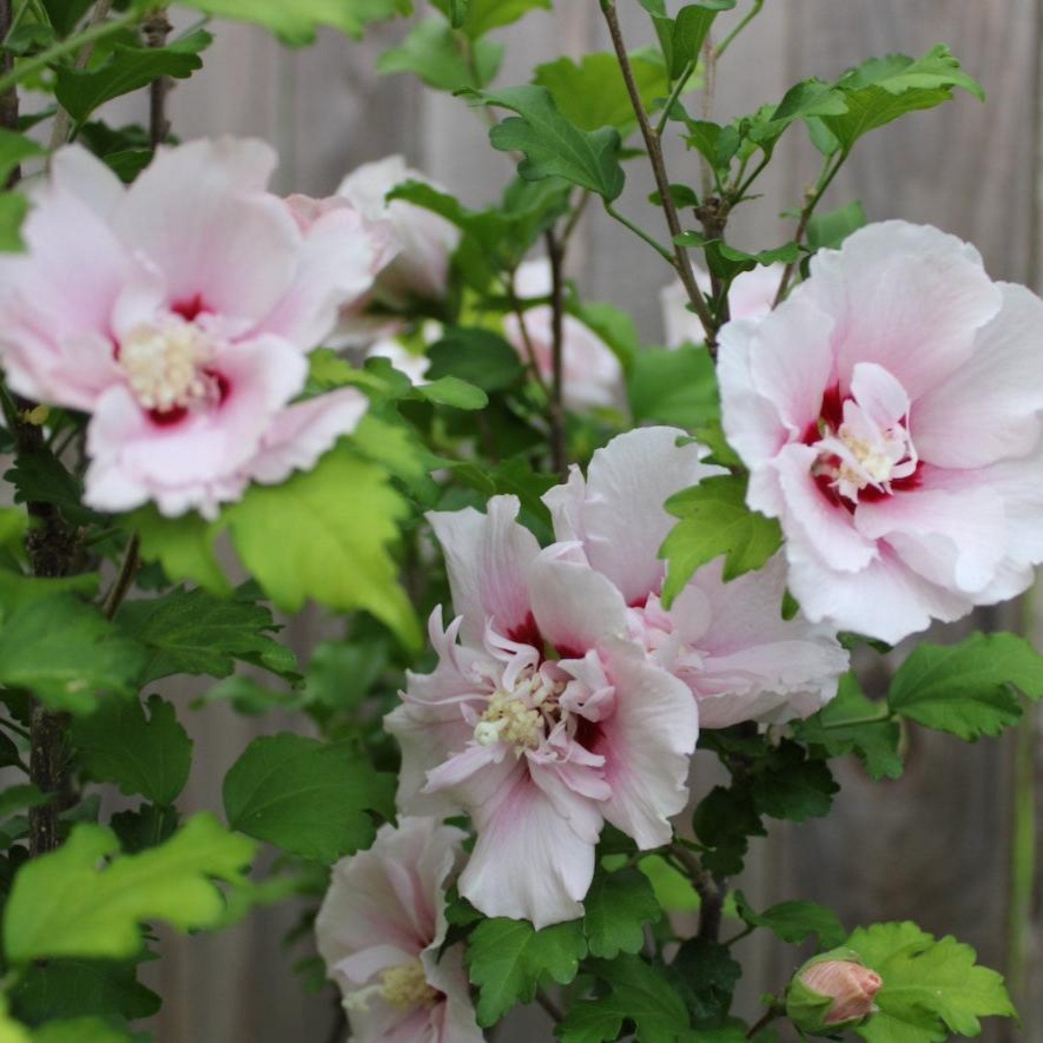 Rose Meacle Rose of Sharon | The Sill