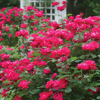 Double Knock Out Rose For Sale Enjoy Year Round Blooms With This double-knock-out-rose-for-sale-enjoy-year-round-blooms-with-this