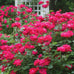 Double Knock Out Rose For Sale Enjoy Year Round Blooms With This double-knock-out-rose-for-sale-enjoy-year-round-blooms-with-this