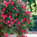Double Knock Out Rose For Sale Enjoy Year Round Blooms With This double-knock-out-rose-for-sale-enjoy-year-round-blooms-with-this