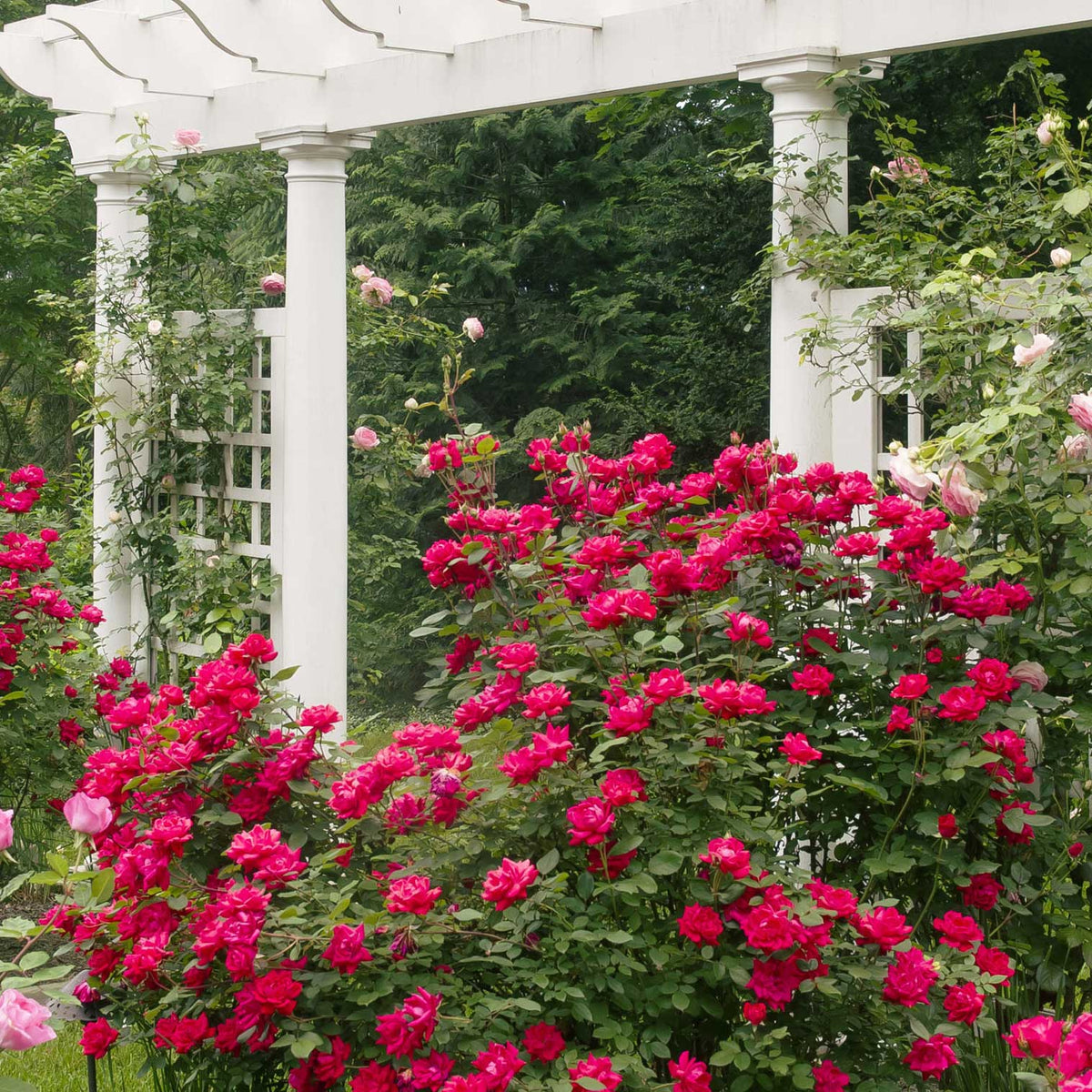 Double Knock Out® Rose for Sale - Enjoy Year-Round Blooms with this ...