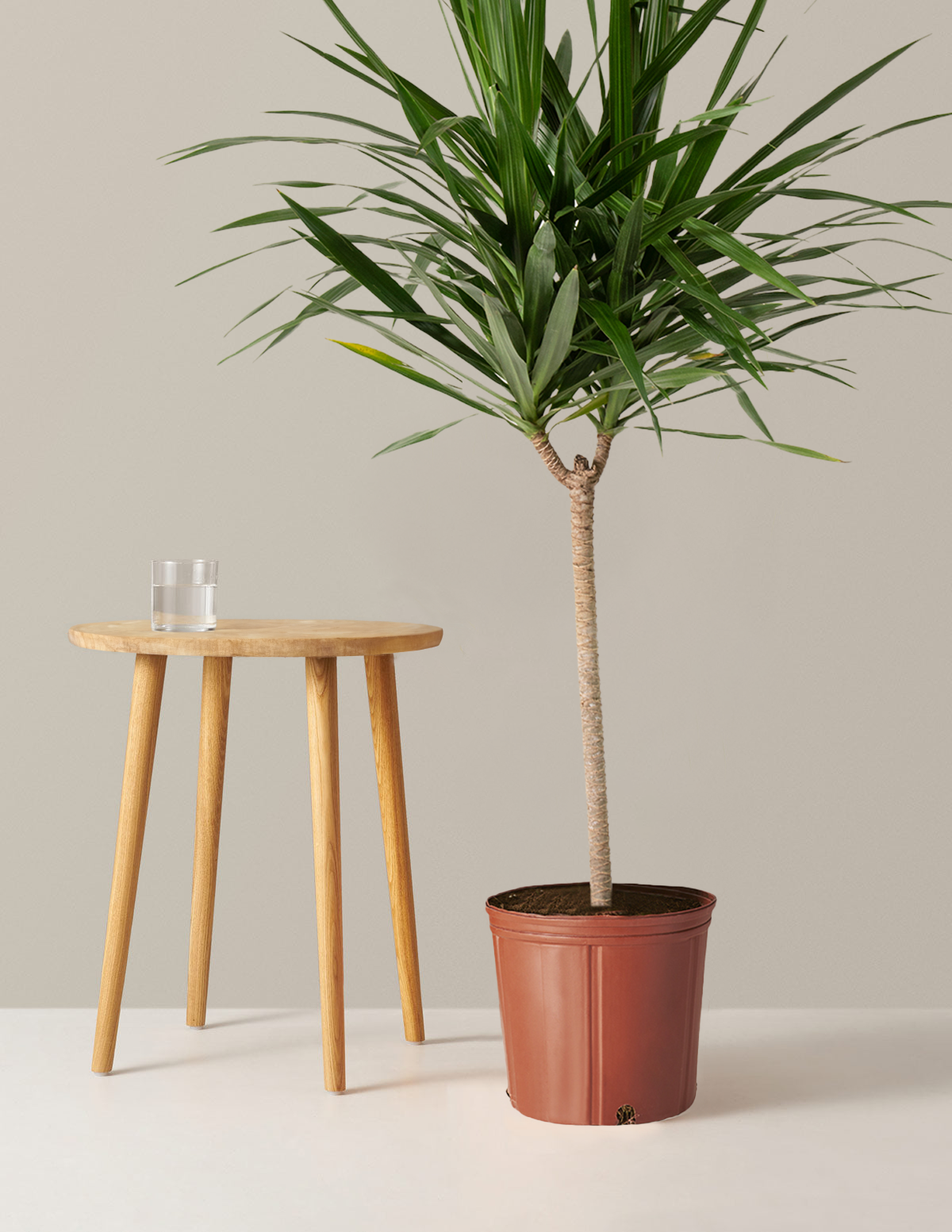 dracaena exterior Large Dracaena Tarzan
