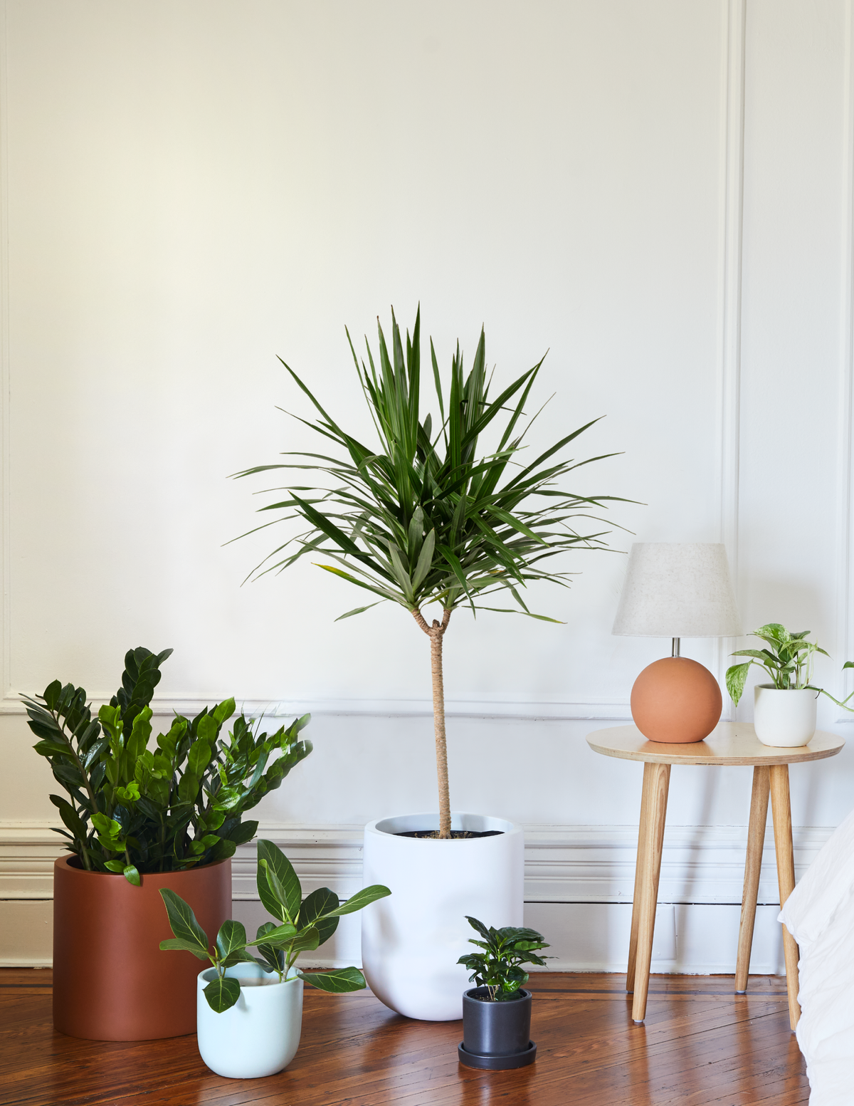 dracaena bedroom Large Dracaena Tarzan