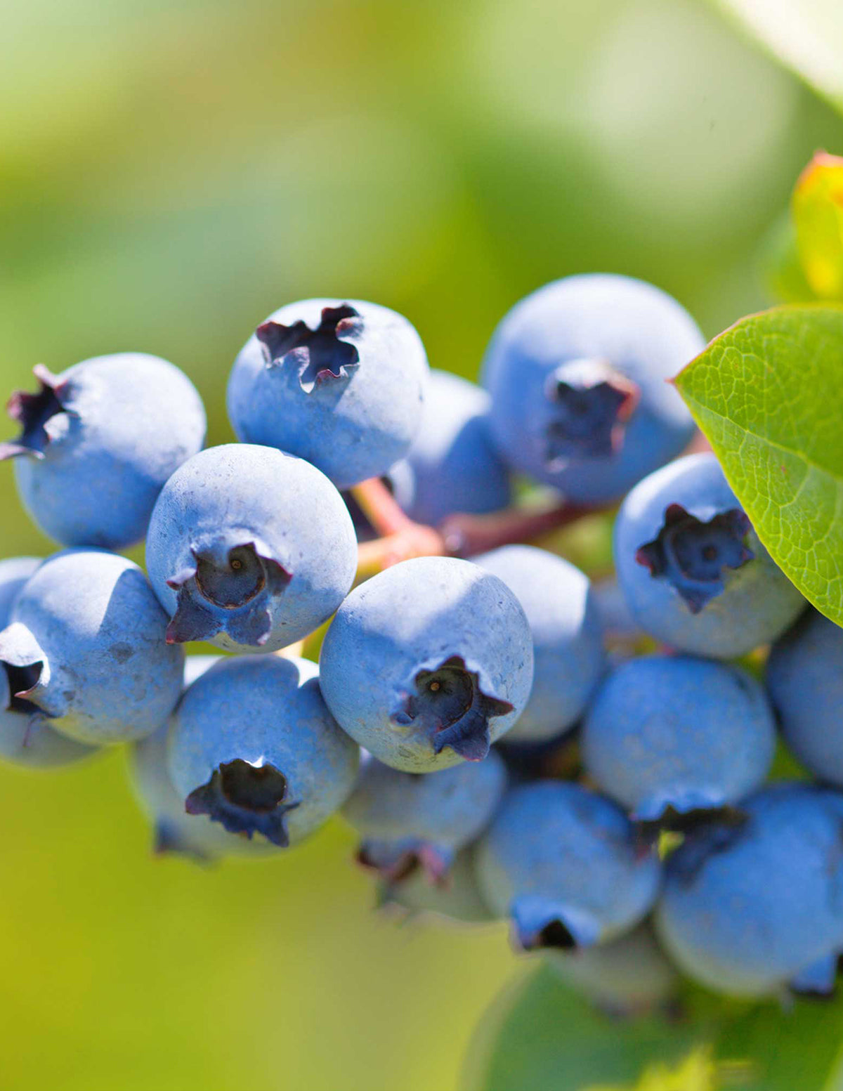 10-Pack Duke Blueberry | 1-2 ft. - 2-Pack