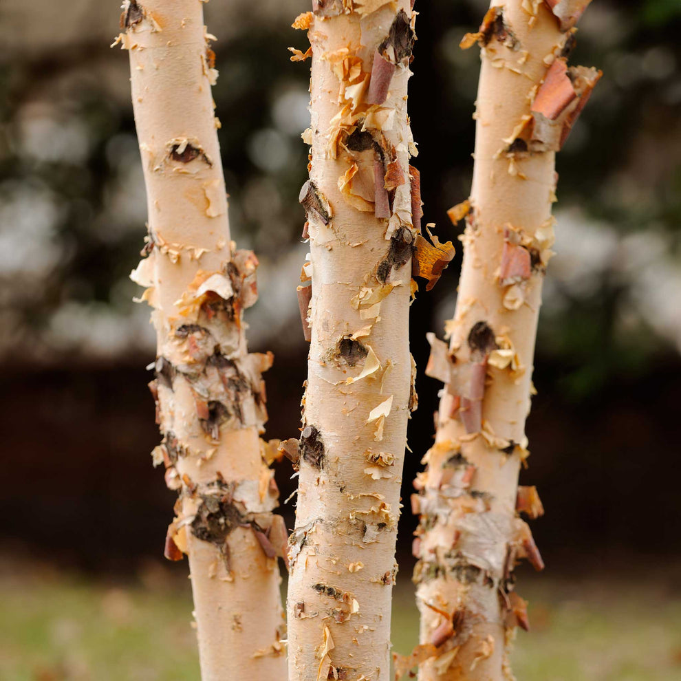 Dura Heat® Birch Tree | The Sill