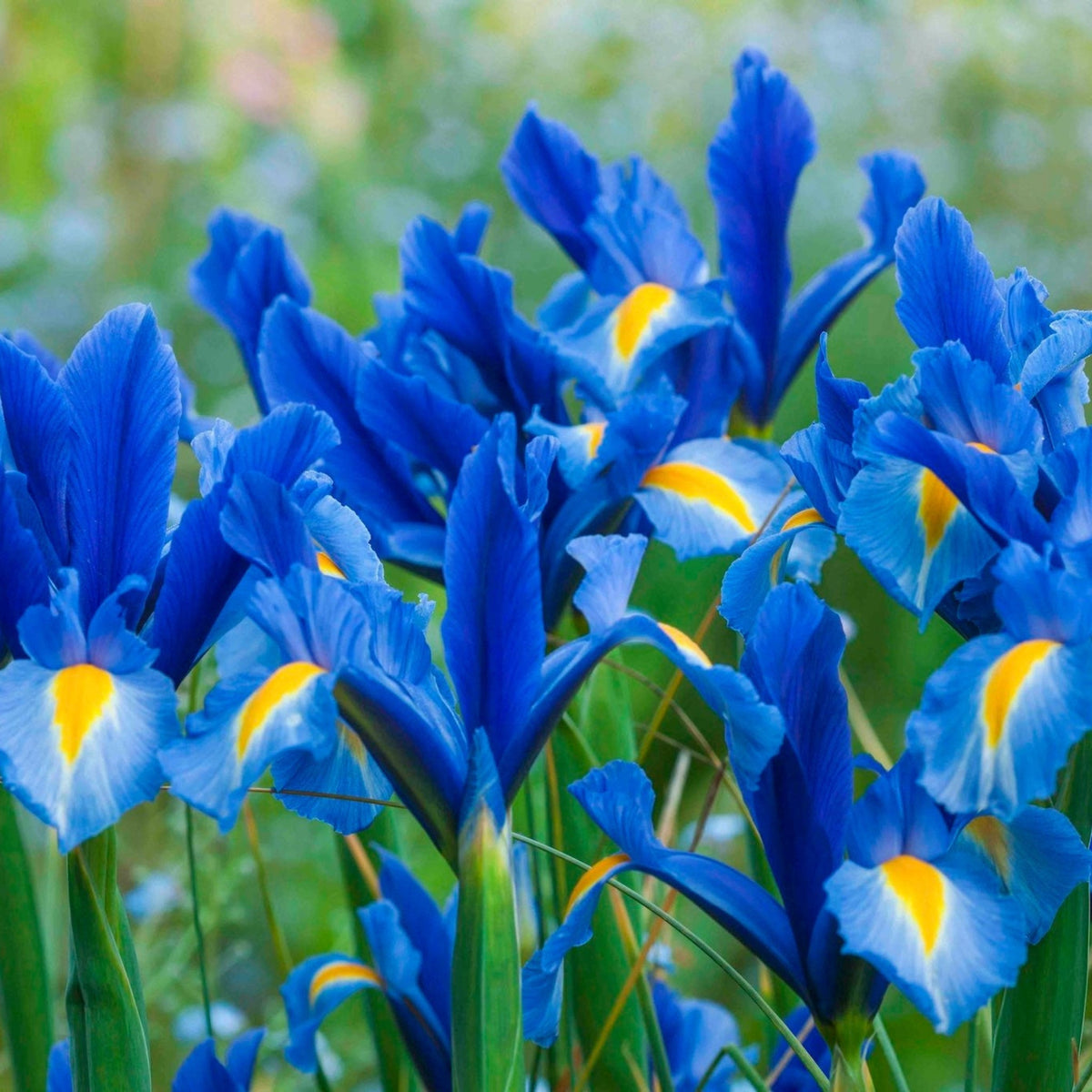 Dutch Iris Sapphire Beauty