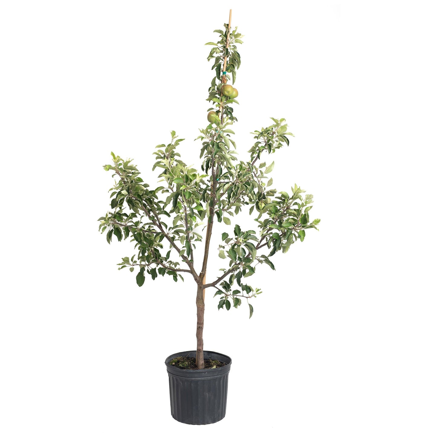 Fuji Apple Tree