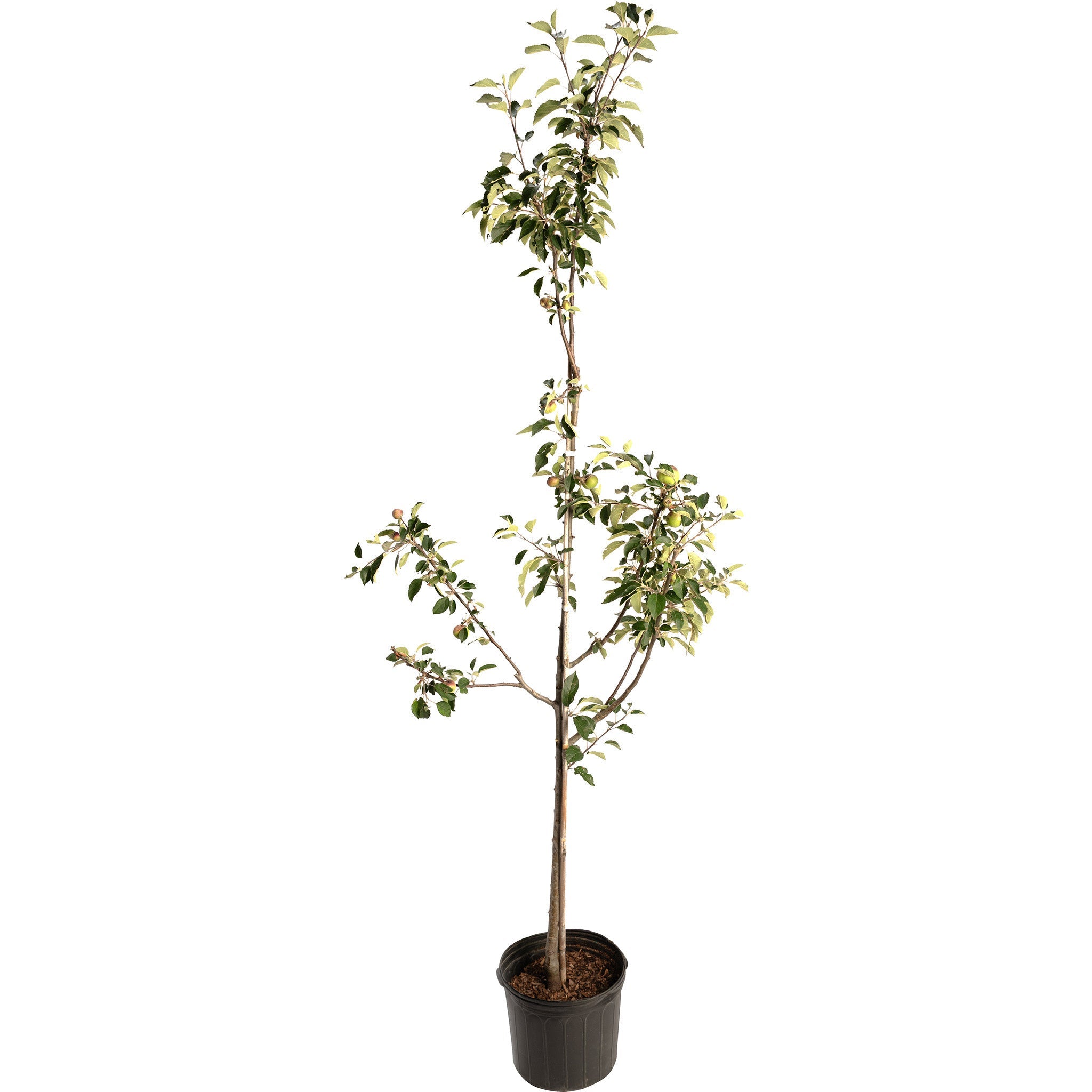 The Sill Granny Smith Apple Tree