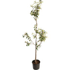 bundle | 6-7 ft. | Single Granny Smith Apple