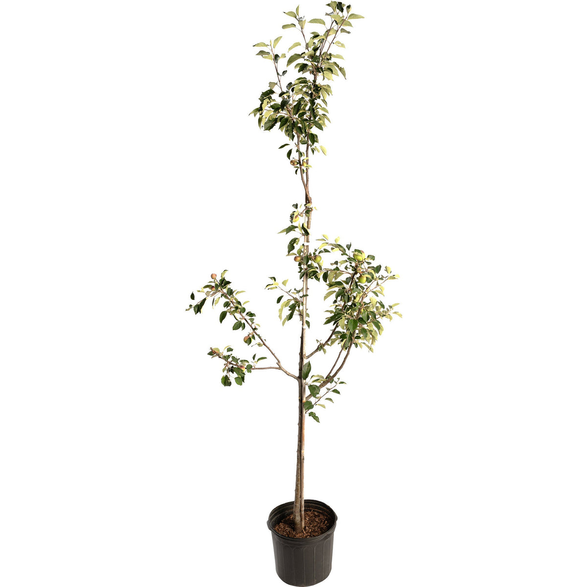 bundle | 6-7 ft. | Single Granny Smith Apple