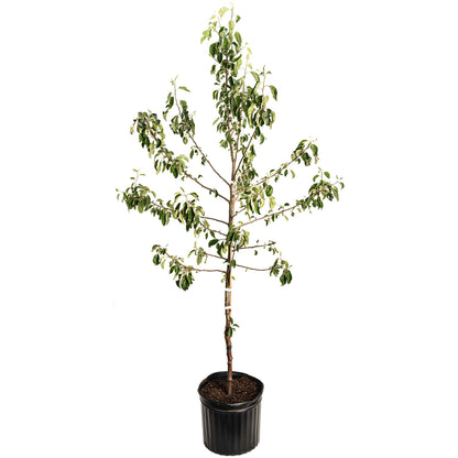 Honeycrisp™ Apple Tree
