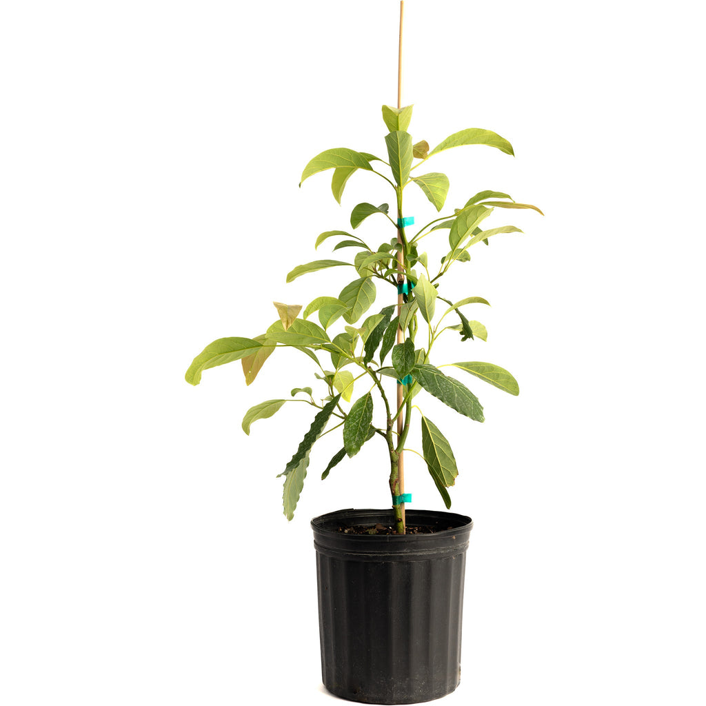 Hass Avocado Tree