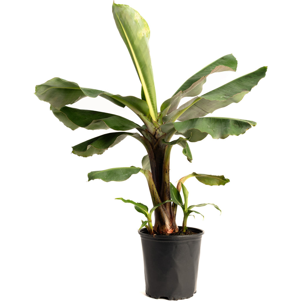 Truly Tiny Dwarf Banana Tree