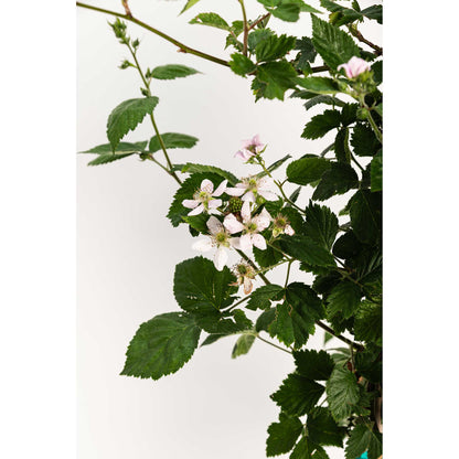 Thornless Blackberry Bush