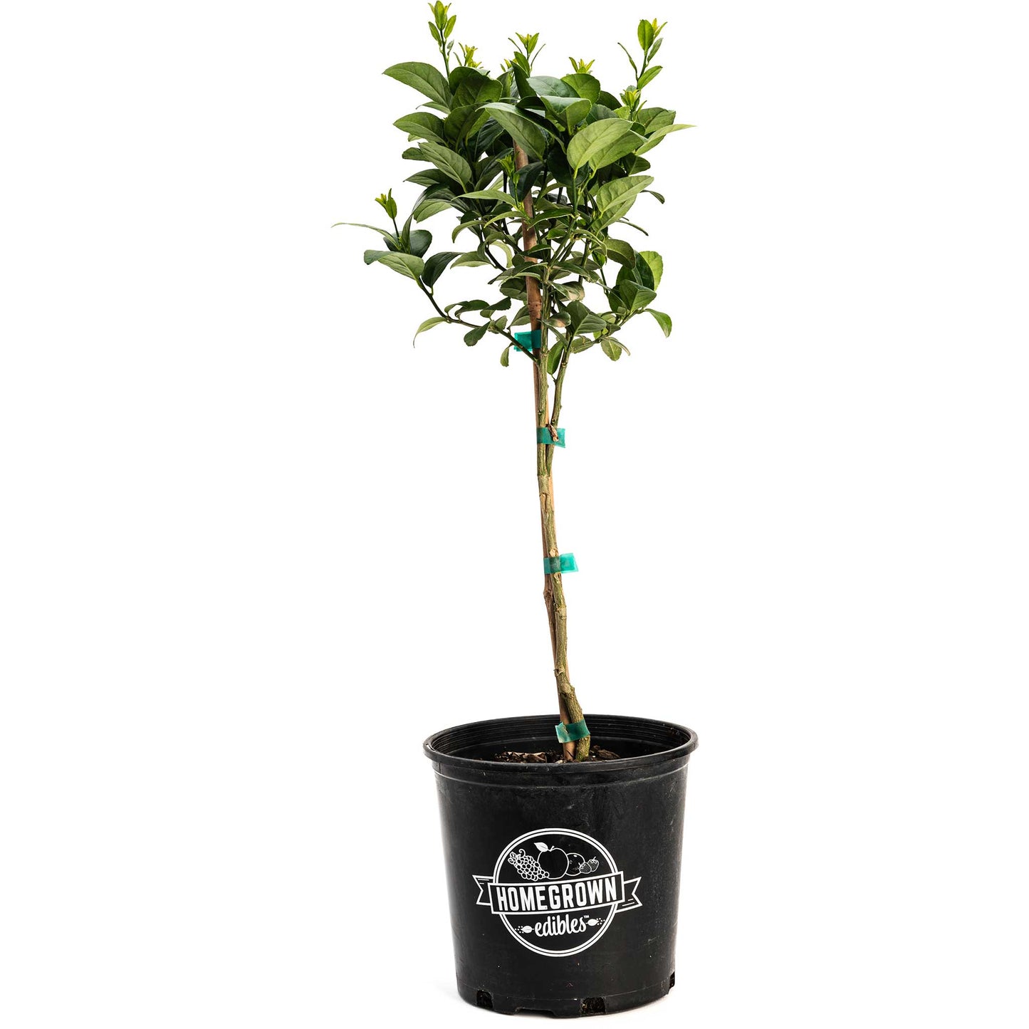 Key Lime Tree