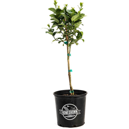 Key Lime Tree