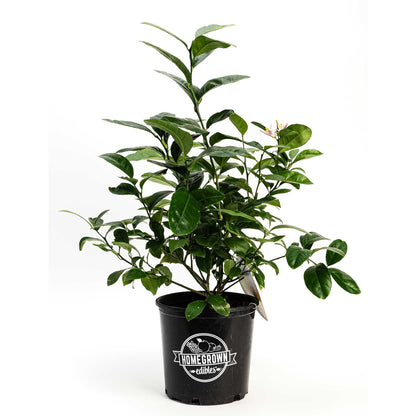 Improved Meyer Lemon Bush