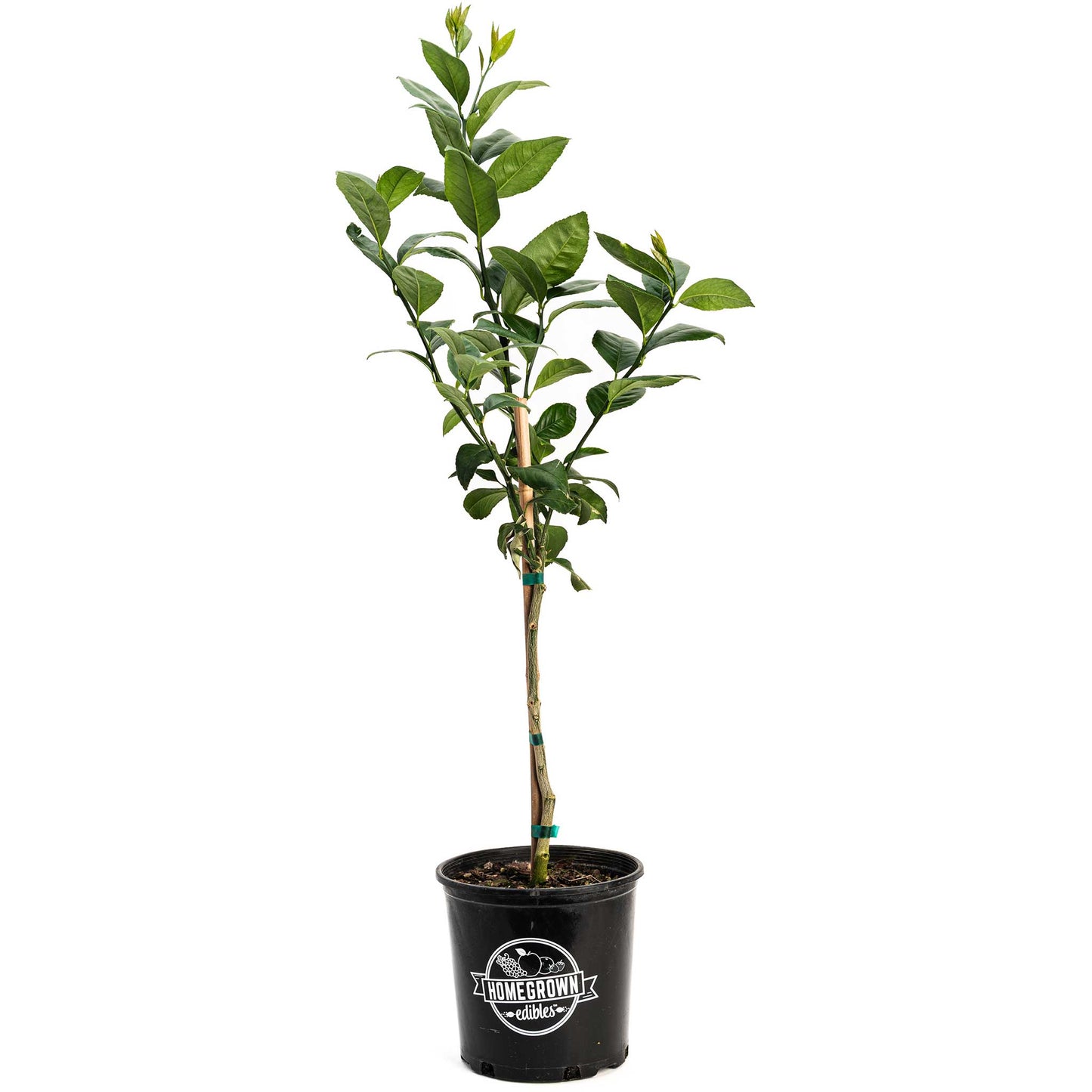 Improved Meyer Lemon Tree