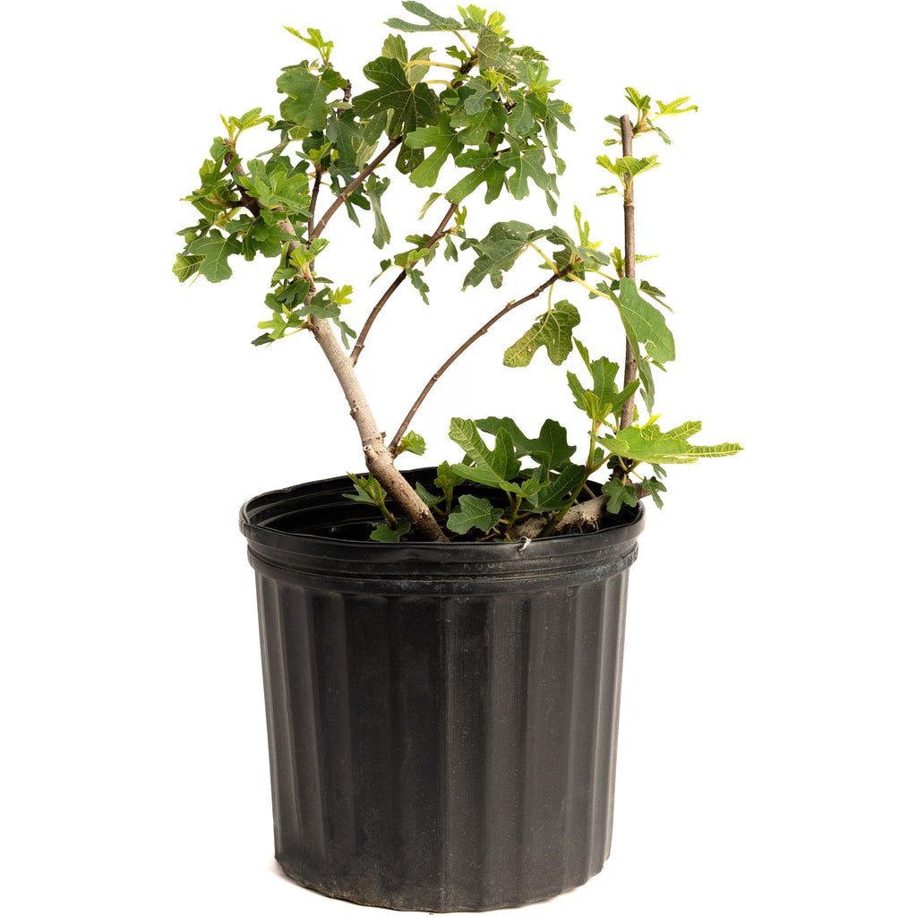 Black Mission Fig