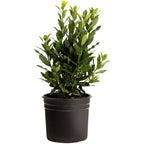 Bay Laurel