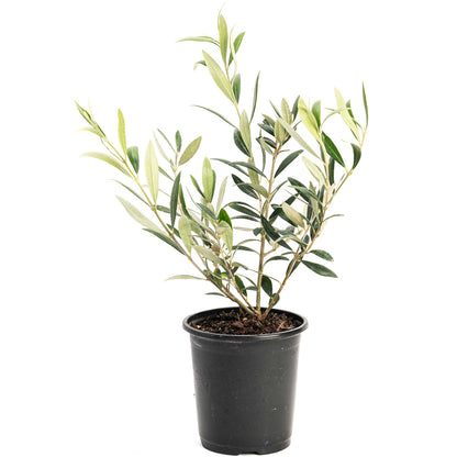 Olive Tree