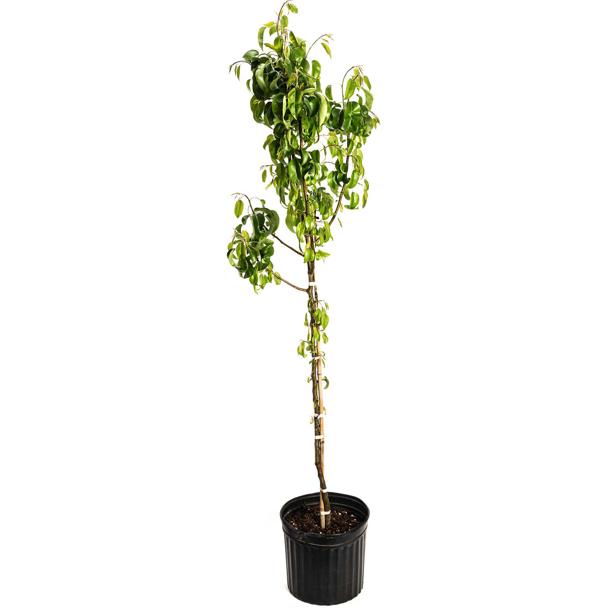 D'Anjou Pear Tree