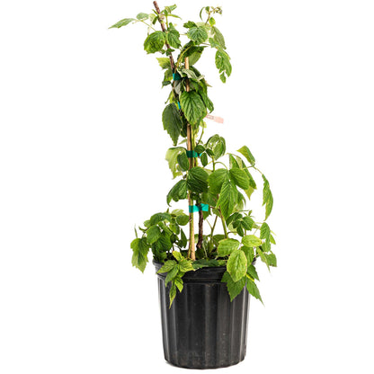 Heritage Raspberry