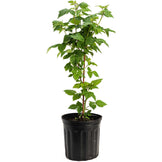 Nova Red Raspberry Plant | The Sill