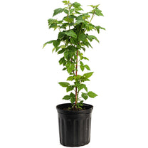 Nova Red Raspberry Plant | The Sill