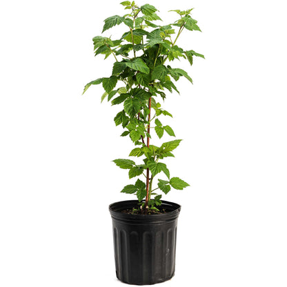 Nova Red Raspberry Plant | The Sill