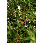 Barbados ‘Acerola’ Cherry Tree