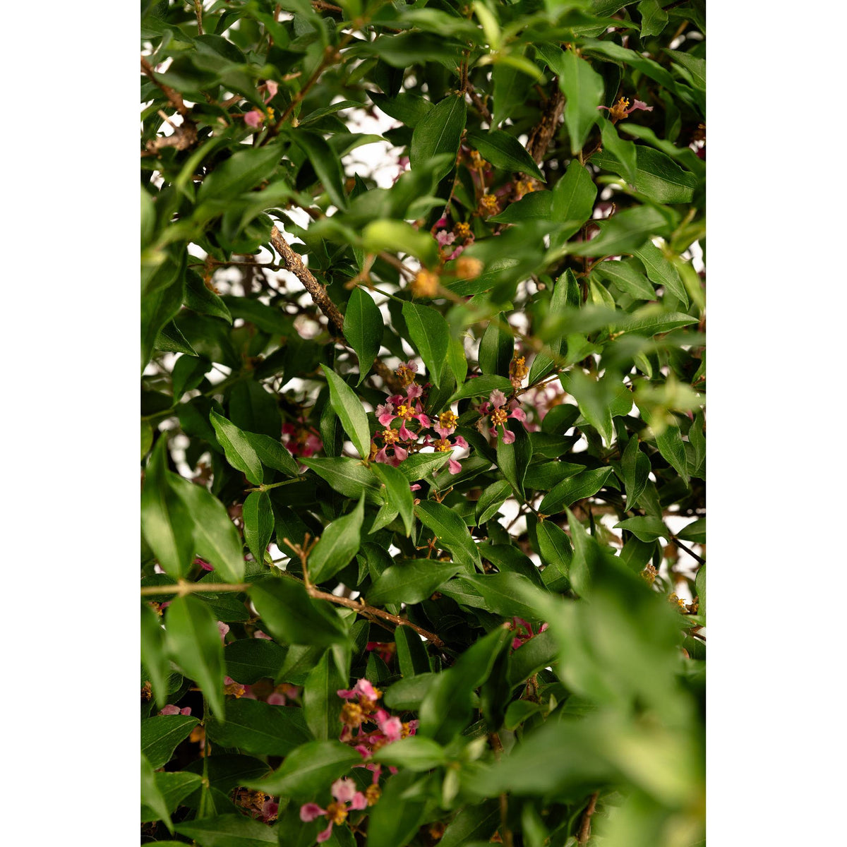Barbados ‘Acerola’ Cherry Tree