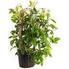 Passion Fruit Vine