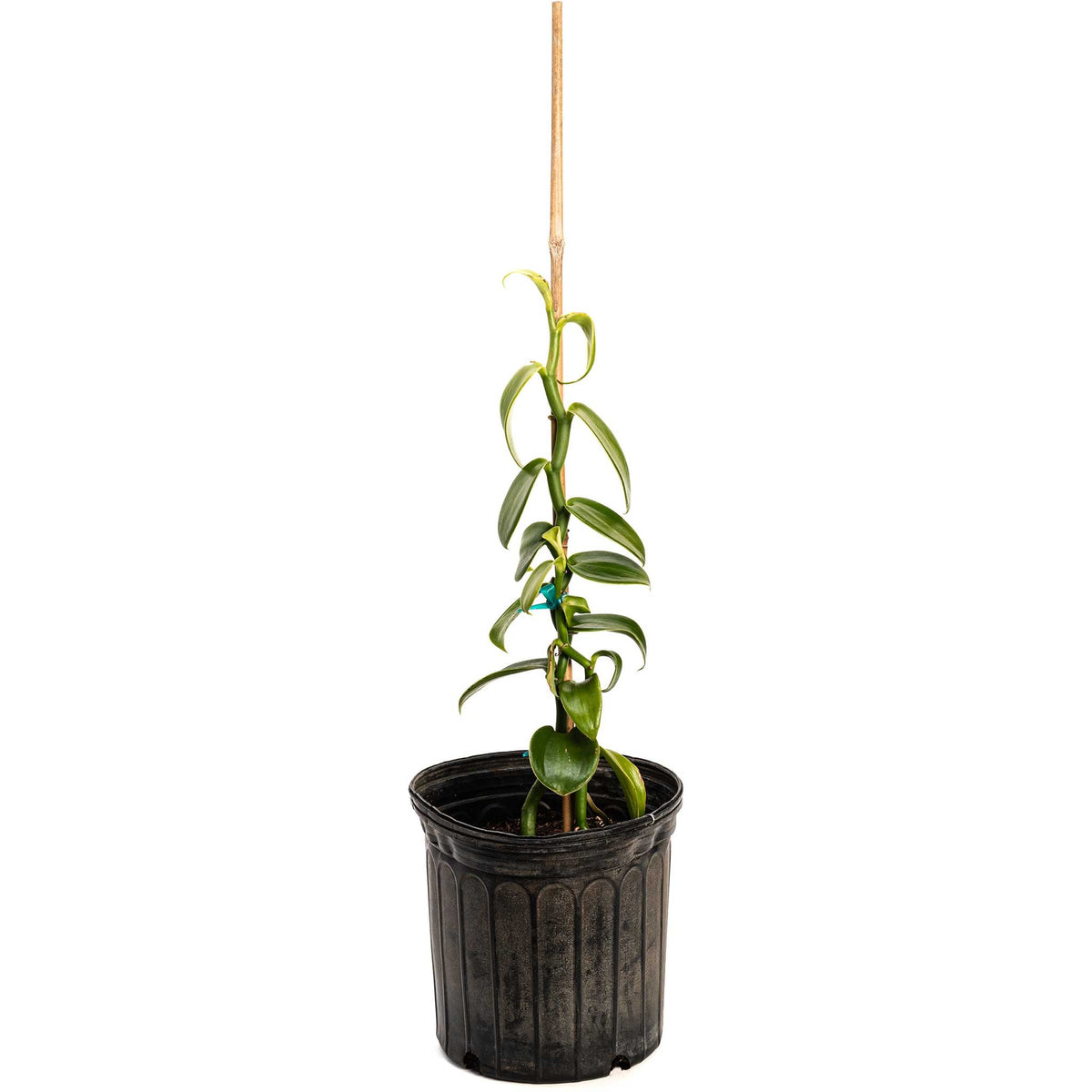 Vanilla Orchid