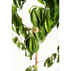 Elberta Peach Tree