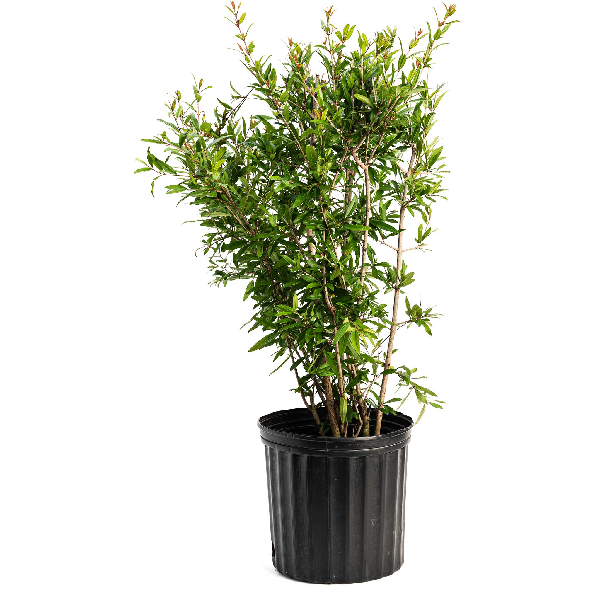 Wonderful Pomegranate Tree - Thumbnail 4